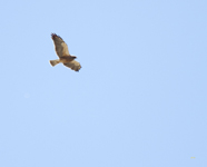 Swainsons Hawk 0931